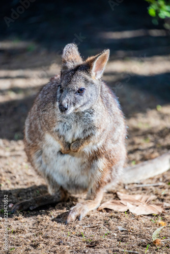 The Parma wallaby (Notamacropus parma) is a small, shy marsupial native to eastern Australia. It has a reddish-brown coat with a pale belly  photo