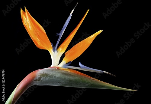 Crane Flower (Strelitzia reginae), double-blossoms photo