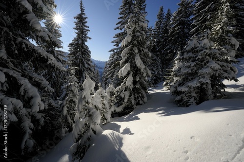 Winter forest in backlight, Spiesser, Unterjoch, Oberallgaeu, Bavaria, Germany, Europe photo