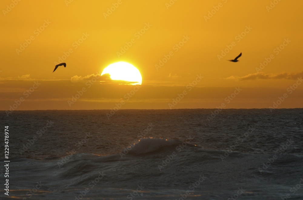 Gulls at sunset at the Atlantic Ocean, Fuerteventura, Canary Islands, Spain, Europe Gulls at sunset at the Atlantic Ocean, Fuerteventura, Canary Islands, Spain, Europe