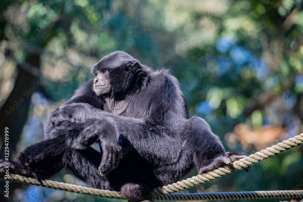 The siamang (Symphalangus syndactylus) is the largest gibbon species, found in the rainforests of Southeast Asia. Known for its The siamang (Symphalangus syndactylus) is the largest gibbon species, found in the rainforests of Southeast Asia. Known for its