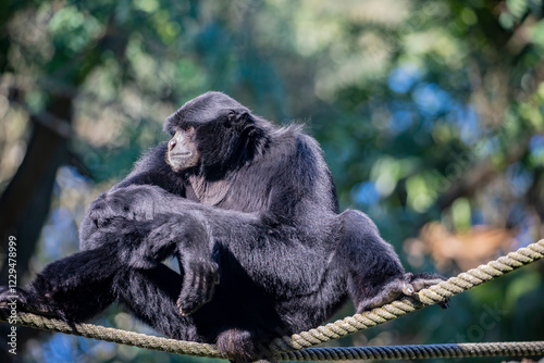 The siamang (Symphalangus syndactylus) is the largest gibbon species, found in the rainforests of Southeast Asia. Known for its 