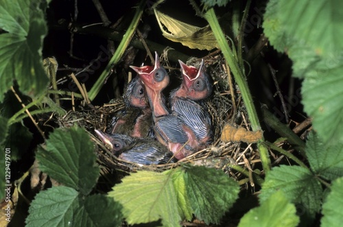 Blackcap (Sylvia atricapilla), chicks begging for food in their nest photo