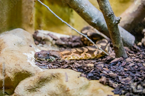 Dumeril's boa (Acrantophis dumerili) is a species of non-venomous snake in the family Boidae. The species is endemic to Madagascar.  photo