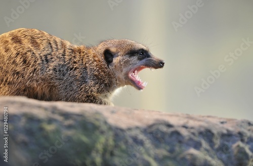 Meerkat or Suricate (Suricata suricatta)