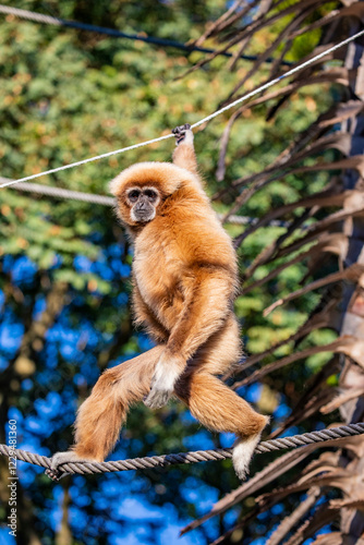 The white-handed gibbon (Hylobates lar) is a small arboreal primate from Southeast Asia, known for its long arms, white-marked hands, and agile brachiation.  photo