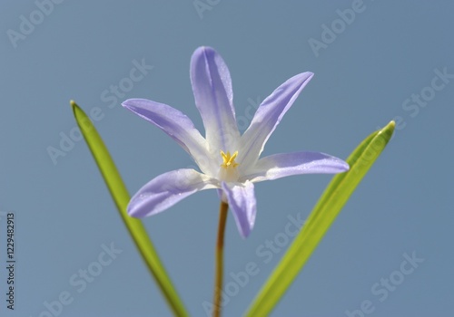 Glory of the snow (Chionodoxa luciliae), blossoms photo