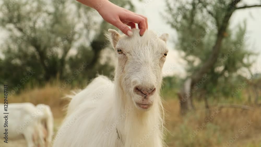 Close up shot of a woman's hand petting a hornless female goat. Close up shot of a woman's hand petting a hornless female goat.
