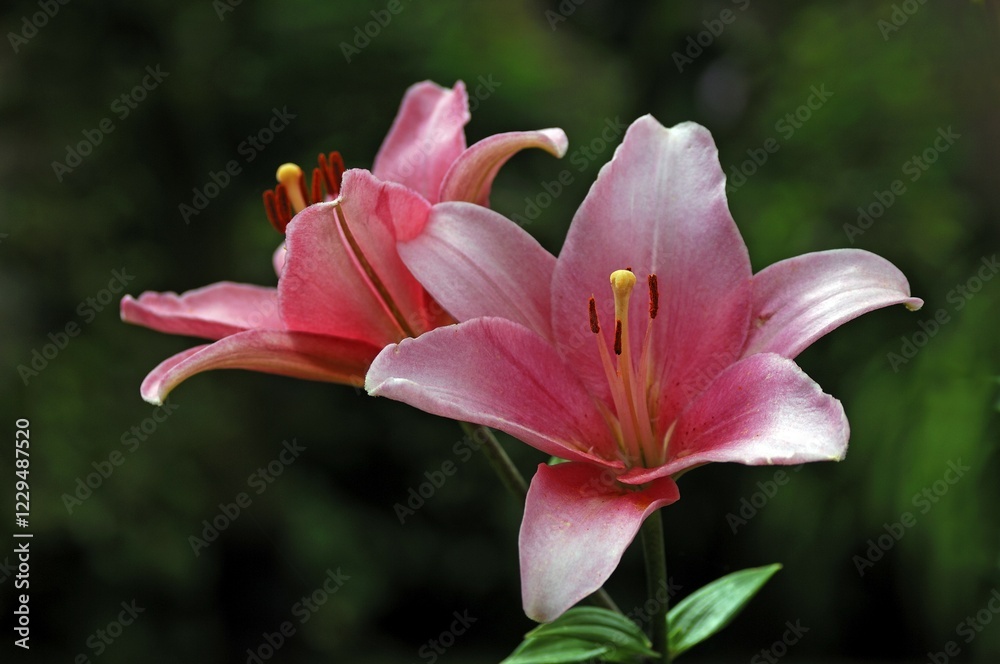 Fototapeta premium Liliies (Lilium candidum), blossoms