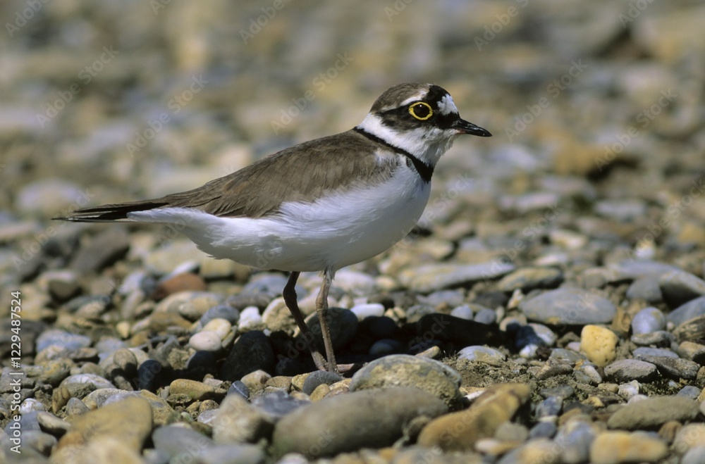 Little Ringed Plover (Charadrius dubius) in the breeding territory Little Ringed Plover (Charadrius dubius) in the breeding territory