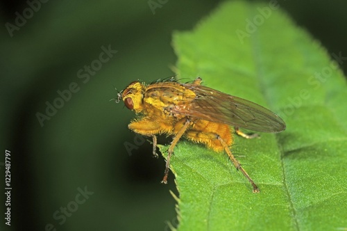 Common yellow dung fly (Scatophaga stercoraria) photo
