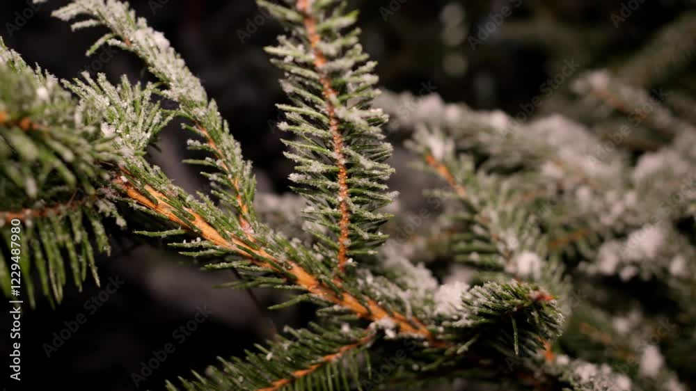 Close-up of a snow-covered Christmas tree branch