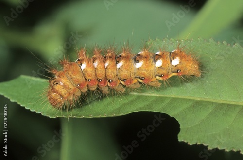 Knot Grass Moth (Pharetra rumicis) caterpiller photo