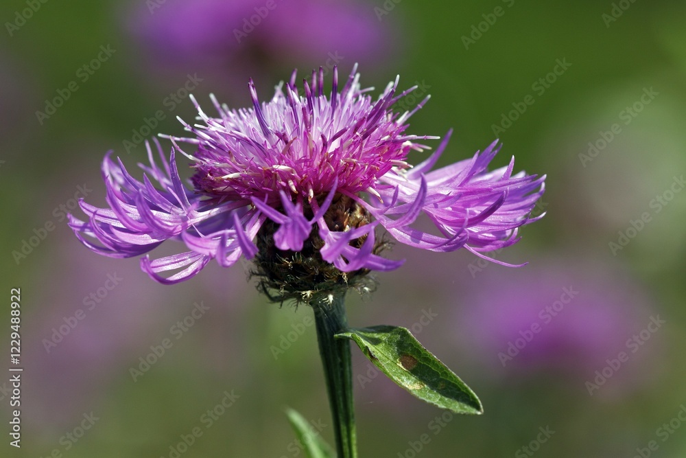 Flowering Brown Knapweed, Brownray Knapweed (Centaurea jacea) Flowering Brown Knapweed, Brownray Knapweed (Centaurea jacea)