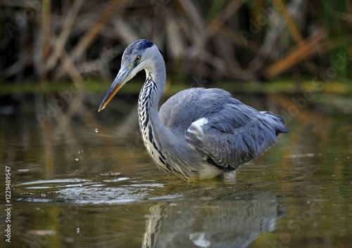 Grey Heron (Ardea cinerea) in a pond photo