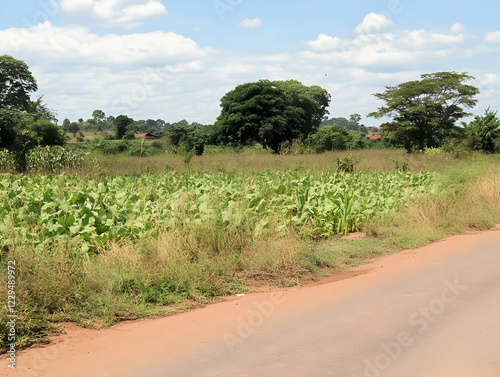 Dirt road through cultivate...