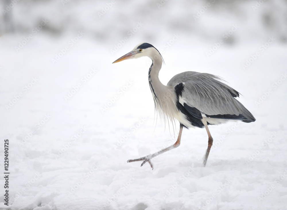Obraz premium Grey Heron (Ardea cinerea) in the snow