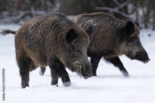Male wild boars (Sus scrofa) in winter in snow
