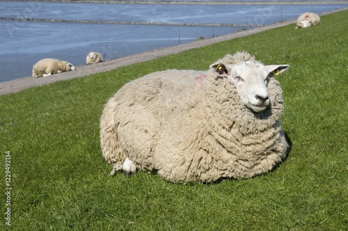 Sheep on a dyke on Nordstrand Island, Schleswig-Holstein, Germany, Europe photo