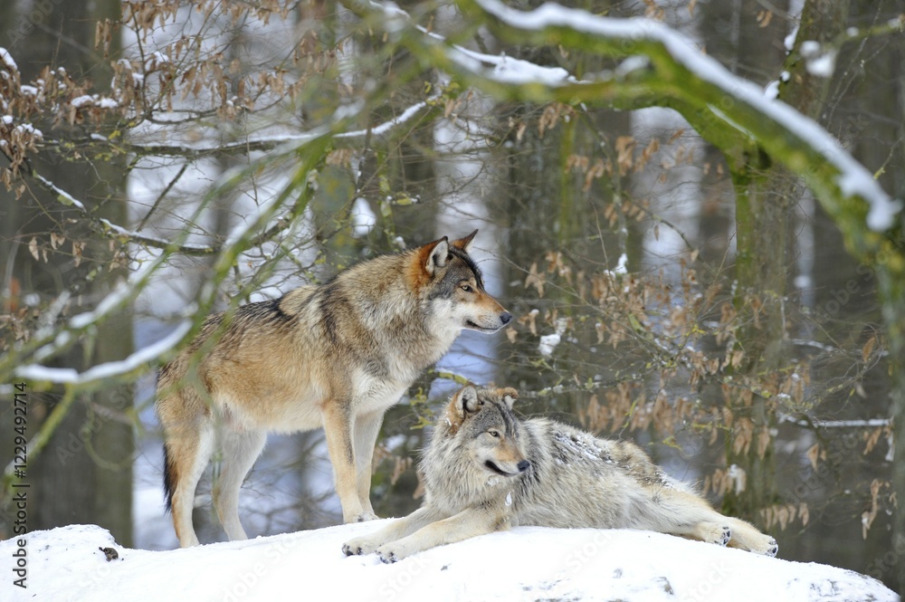 Fototapeta premium Mackenzie Valley Wolf, Alaskan Tundra Wolf or Canadian Timber Wolf (Canis lupus lycaon), two wolves in the snow
