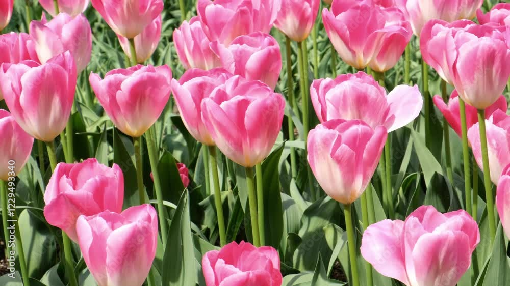 Tulips flower field in the park. Tulips flower field in the park.