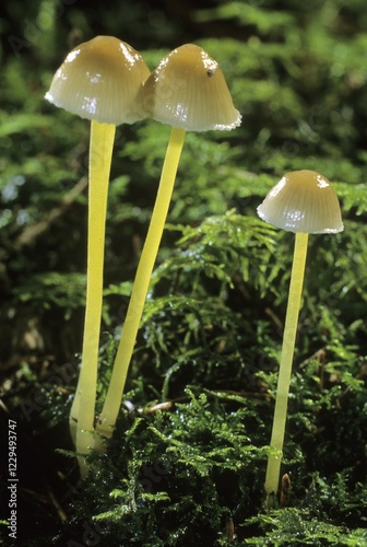 Yellowleg bonnets (Mycena epipterygia) photo