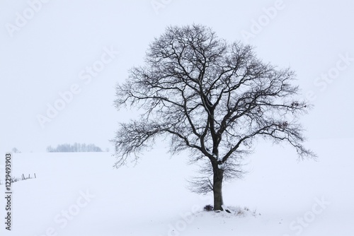 Single English Oak or Pedunculate Oak (Quercus robur) in winter fog and snow, Kluetzer Winkel, Mecklenburg-Western Pomerania, Germany, Europe photo