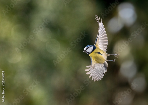 Blaumeise (Cyanistes caeruleu) photo