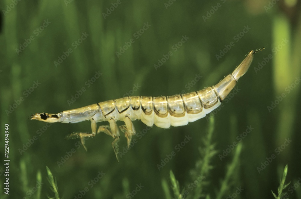 Ταπετσαρία Acilius sulcatus beetle (Acilius sulcatus) larva