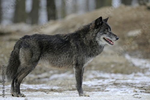 Mackenzie Wolf, Canadian wolf, Timber wolf (Canis lupus lycaon) photo