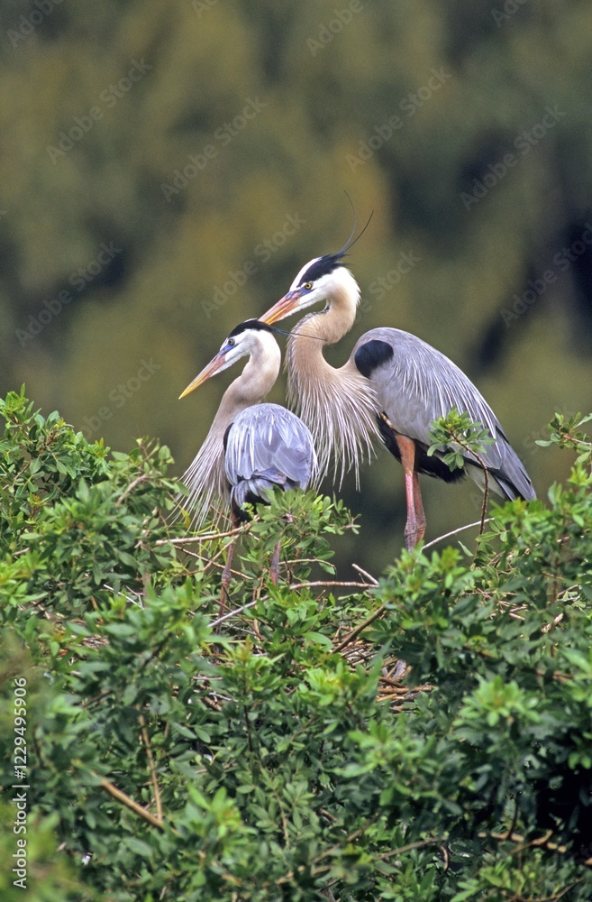 Fototapeta premium Great Blue Heron (Ardea herodias)
