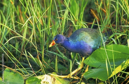 American Purple Gallinule (Porphyrula Martinica) photo
