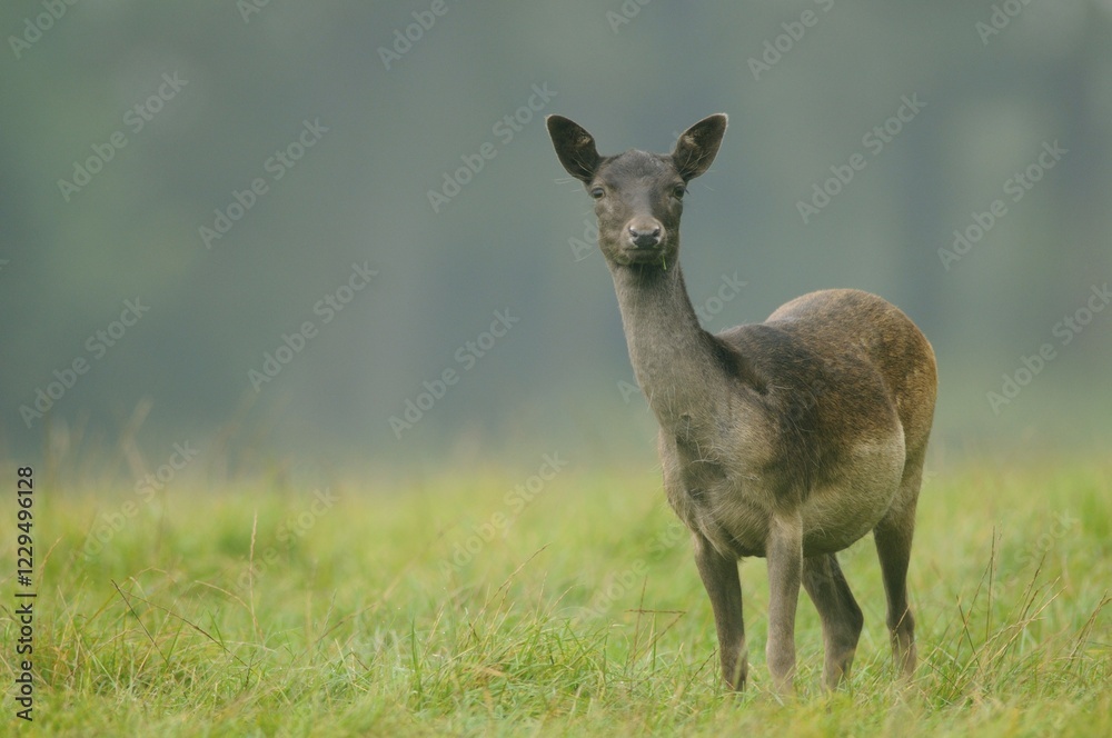 Fallow Deer (Dama dama) Fallow Deer (Dama dama)