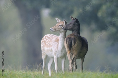 Fallow deer (Dama dama)