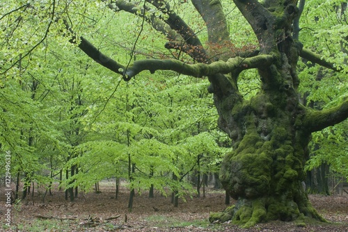 Old European beech (Fagus sylvatica), Tinner Loh, Lower Saxony, Germany, Europe