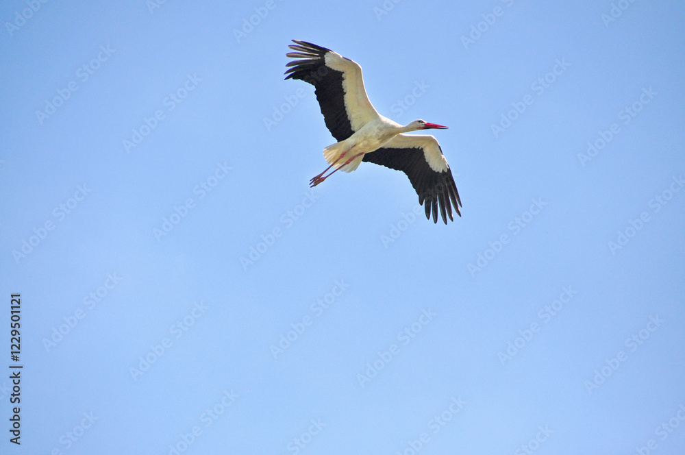 Fototapeta premium Stork bird in flight in blue sky