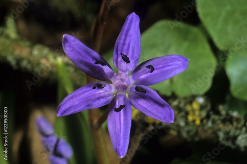 Alpine Squill blossom (Scilla bifolia) photo