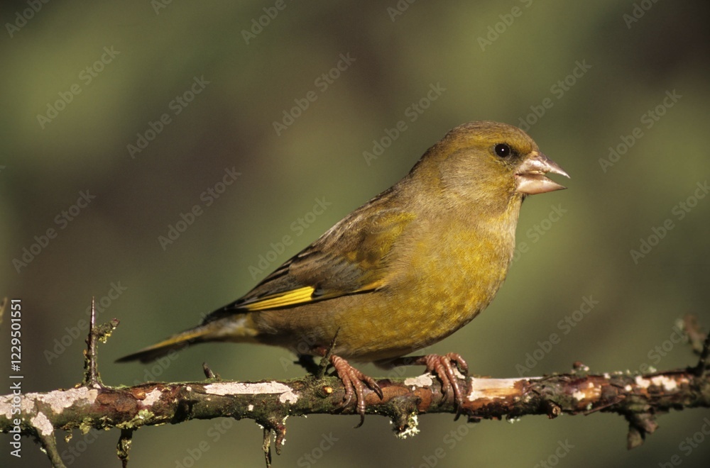 European Greenfinch (Carduelis chloris), finch family European Greenfinch (Carduelis chloris), finch family