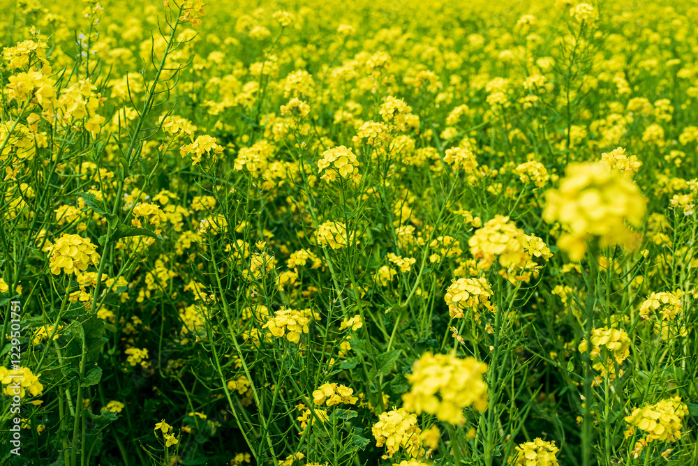 Obraz premium 菜の花畑