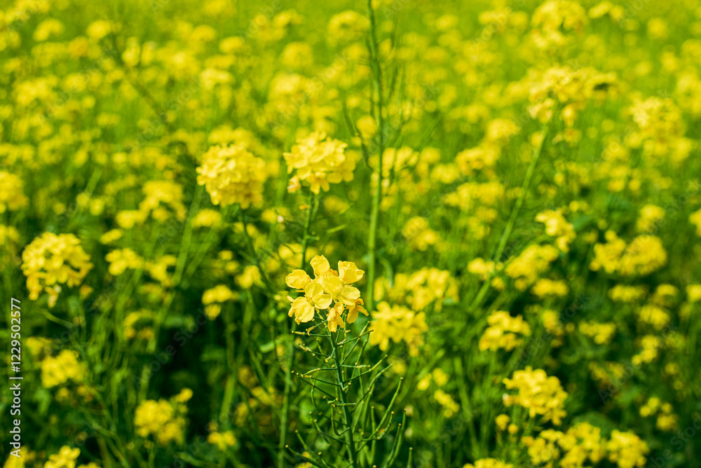 Obraz premium 菜の花畑