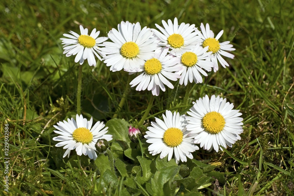 Fototapeta premium Lawn Daisies (Bellis perennis)