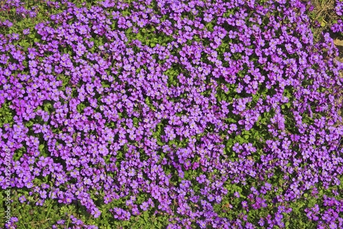 Large-flowered Aubrieta, Rock Cress or Rockcress (Aubrieta x cultorum), flowering, in bloom photo