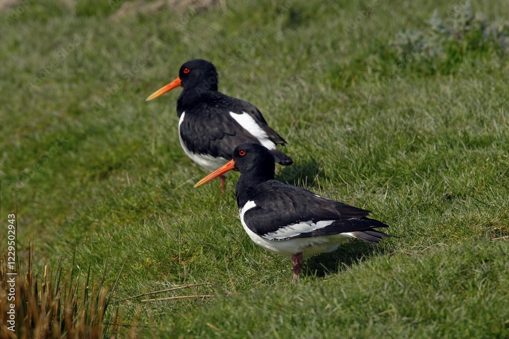 Two Eurasian Oystercatchers (Haematopus ostralegus), Eiderstedt Peninsula, Schleswig-Holstein, Germany, Europe Two Eurasian Oystercatchers (Haematopus ostralegus), Eiderstedt Peninsula, Schleswig-Holstein, Germany, Europe