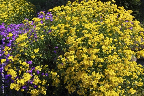Basket of Gold Goldentuft or Golden Alyssum (Alyssum saxatilis), Aubretia, Whitewell Gem (Aubrieta-Hybride), Cascade Purple (Aubrieta cultorum), Schleswig-Holstein, Germany, Europe