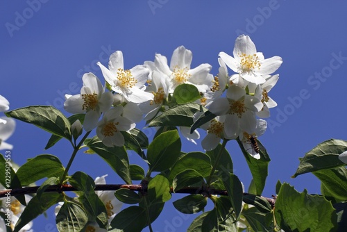 Flowering Sweet Mock Orange, Farmer Jasmine (Philadelphus coronarius) photo