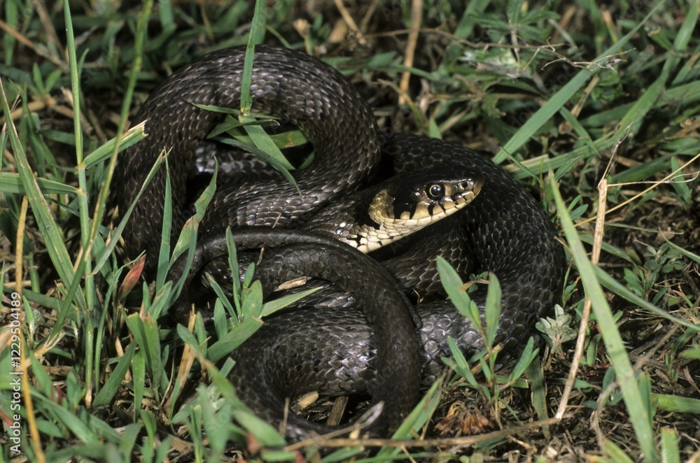 Fototapeta premium Grass Snake or Ringed Snake (Natrix natrix), Colubridae family