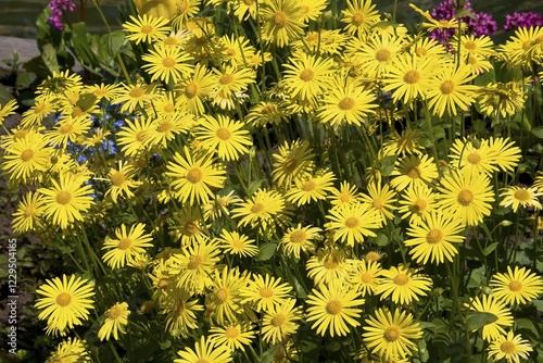 Blooming Leopards Bane, Caucasian Leopard's bane (Doronicum orientalis, Doronicum caucasicum) in spring