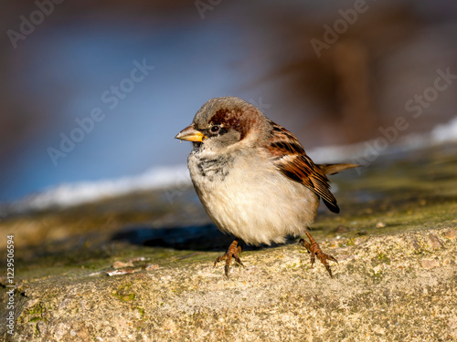 Haussperling (Passer domesticus) photo