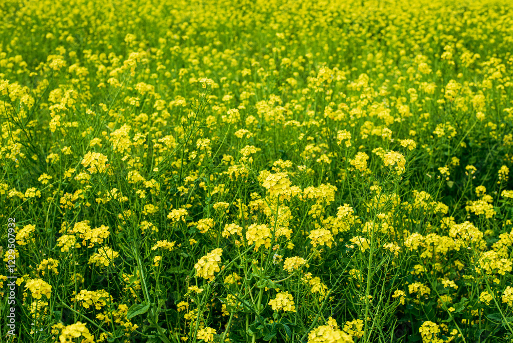 Fototapeta premium 菜の花畑