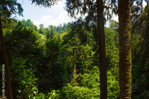 Green Forest in the summer. International forest day.